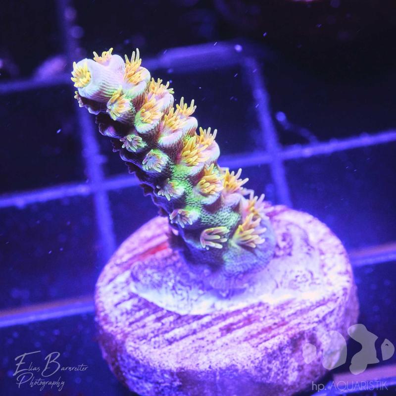 Acropora bigR Walt Disney Original